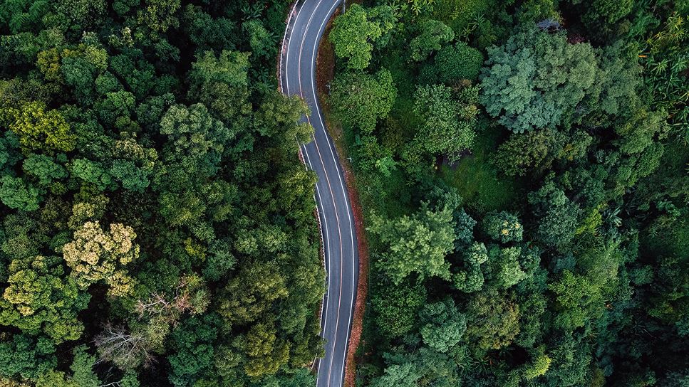 road through forest
